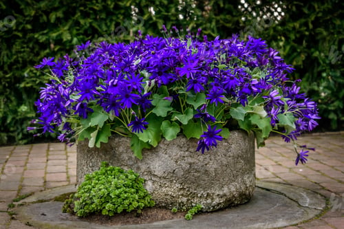 Preview: Purple flowers in a rustic concrete planter