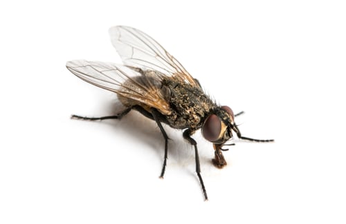 Preview: Dirty Common housefly eating, Musca domestica, isolated on white
