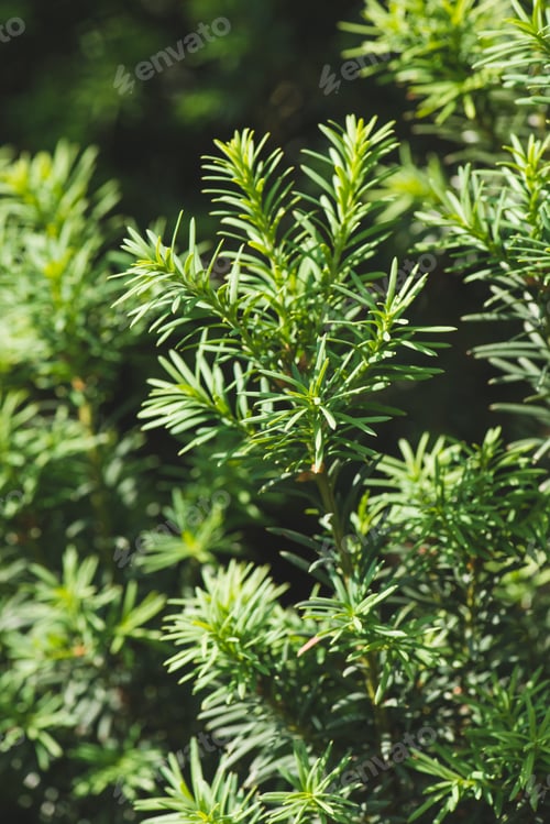 Preview: Hemlock tree green branches and leaves background