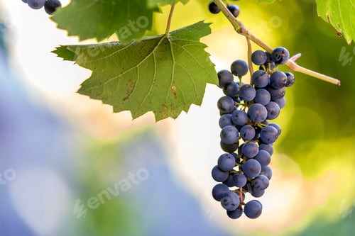 Preview: Dark blue ripening grape cluster lit by bright sun on blurred colorful bokeh copy space background
