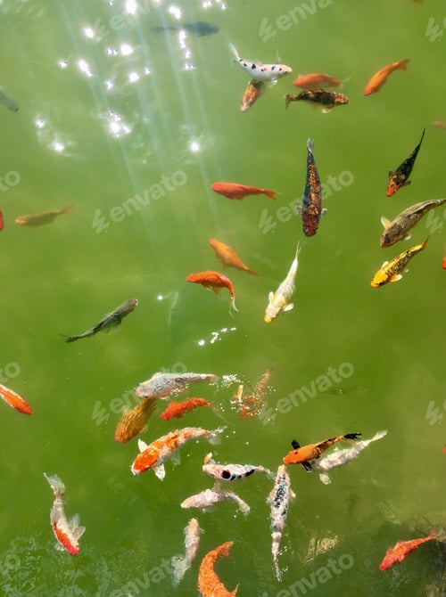 Preview: Fishes