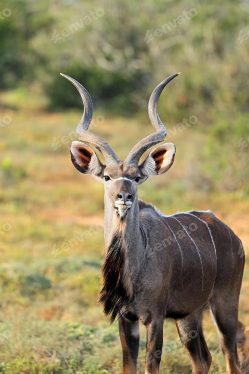 Preview: Kudu antelope in natural habitat