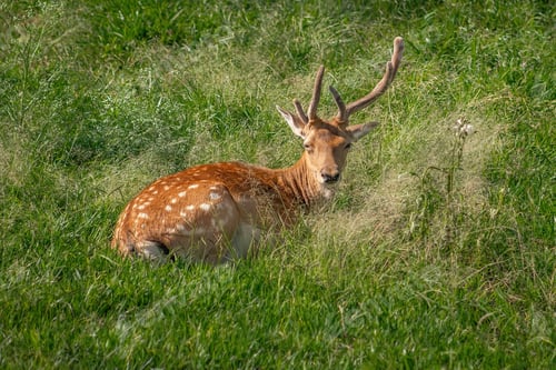 Preview: European Fallow Deer with Velvet Antlers (Dama dama)
