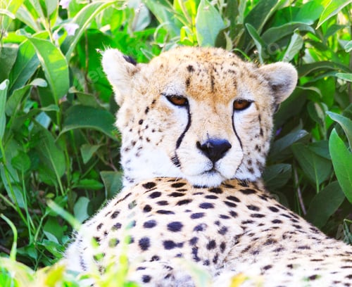 Preview: A Beautiful Wildlife in the World in pictures