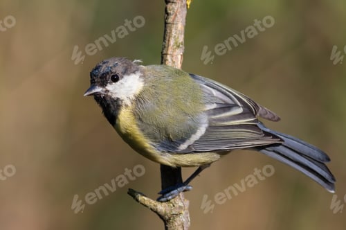 Preview: Great tit, Parus major. A bird sits on a branch on a beautiful blurred background
