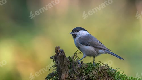 Preview: Marsh Tit (Poecile/Parus Palustris) Sitting on a Stick.