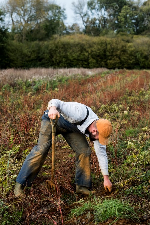 Preview: Farmer standing in a field, harvesting parsnips.