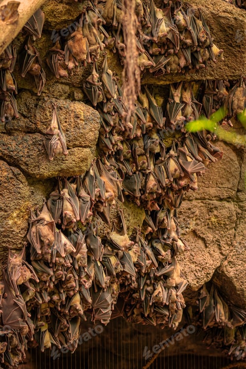 Preview: Close-up vertical shot of baby bats hanging together on a stone wall in a dark cave.