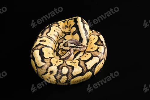 Preview: Female Ball Python. Firefly Morph or Mutation