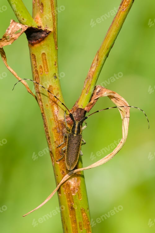 Preview: Common longhorn beetle