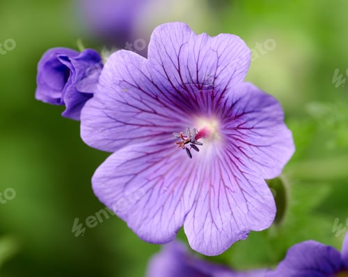 Preview: Blue Geranium