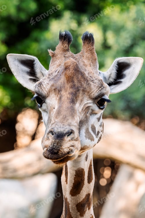Preview: Giraffe portrait in natural environment