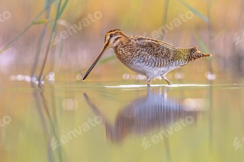 Preview: Common snipe wader bird in habitat background