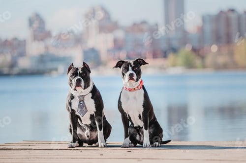 Preview: American Staffordshire terrier dog