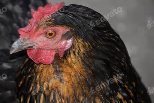 Preview: Portrait of a golden brown chicken. Close-up view from the side from above.