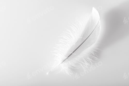 Preview: Single delicate fluffy white bird feather