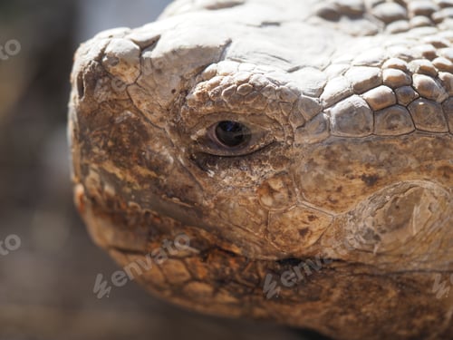 Preview: Close-up of a head of an Aldabra giant tortoise under the sunlight