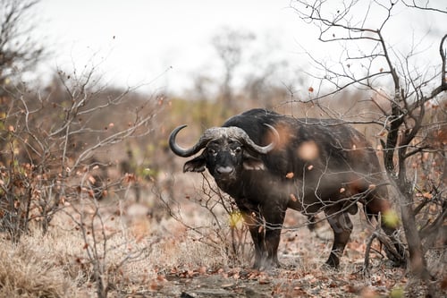 Preview: African buffalo staring on the camera with a blurred background