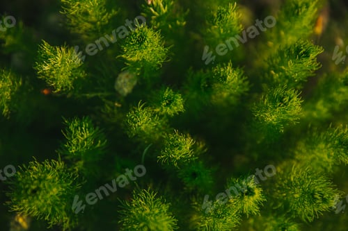 Preview: Closeup of Adonis vernalis in beautiful light in springtime.