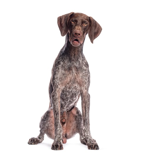 Preview: German shorthaired pointer sitting and posing on white background