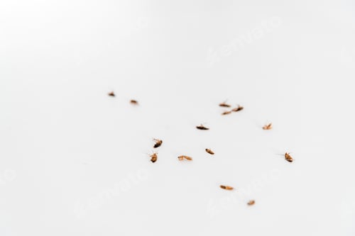 Preview: selective focus of dead cockroaches isolated on white
