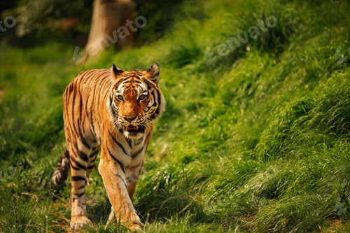 Preview: Picture of a tiger striding confidently along a lush green path