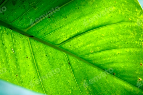 Preview: Sunlight shines through green leaves.