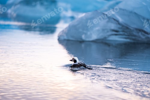 Preview: There is a duck that is in the water near the ice