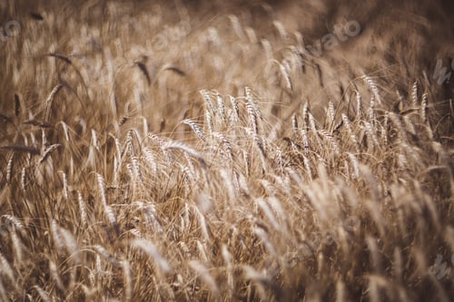 Preview: Selective focus of wheat field on the background close up
