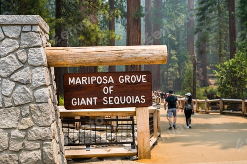 Preview: Entrance to the newly reopened Mariposa Grove of Giant Sequoias, Yosemite National Park, California
