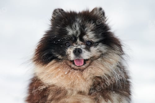 Preview: Pomeranian Spitz dog close up winter portrait on snow background, cute black marble with tan puppy