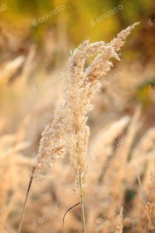 Preview: Ornamental Grass in the Fall. Autumn background.
