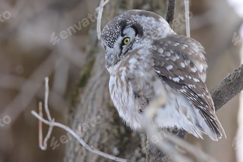 Preview: Closeup shot of an owl perched on a tree branch.