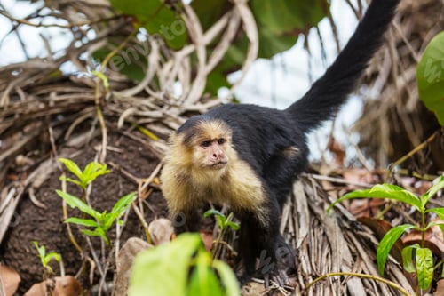 Preview: Monkey in Costa Rica
