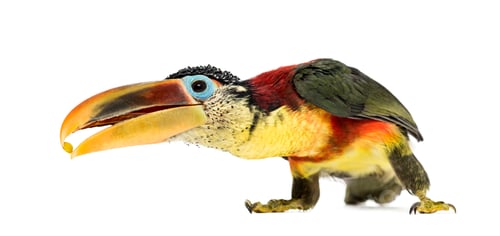 Preview: Curl-crested aracari, isolated on white
