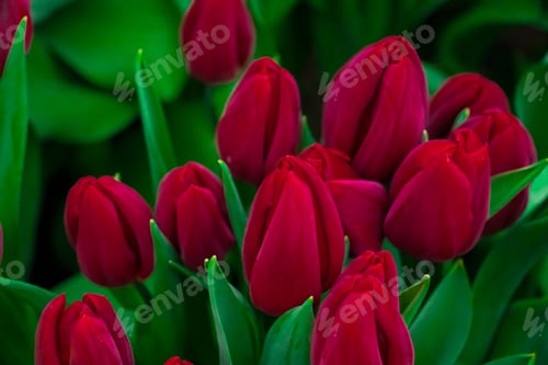 Preview: Field with blooming tulips. Flower Festival. Colorful buds close up. Spring symbol.
