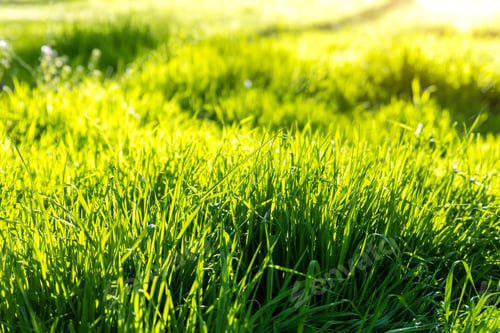 Preview: Closeup detail view of fresh long green grass field meadow in warm sunset sunrise morning sun light