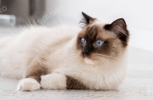 Preview: Ragdoll cat portrait