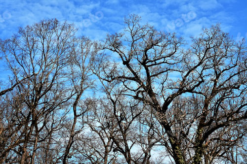 Preview: Bare branches of the trees against the blue sky