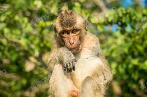 Preview: monkey
