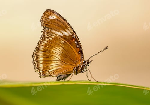 Preview: Hypolimnas bolina, the great eggfly butterfly in nature