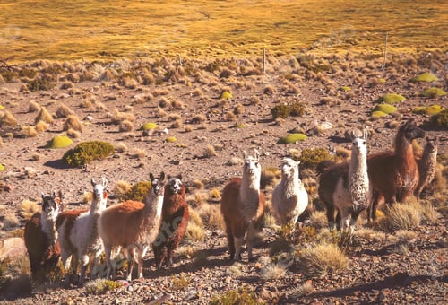 Preview: Herd of llamas grazing on the Altiplano