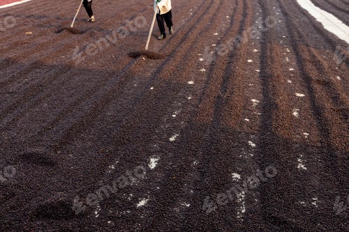 Preview: Coffee beans drying in the sun. Coffee plantations at coffee farm