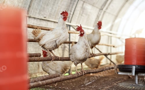 Preview: Rise and shine, the roosters are up. Shot of chickens in a hen house on a farm.
