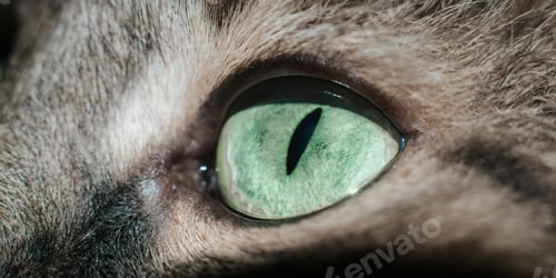 Preview: Close-up of green eye of cat looking at the camera, macro photography of animal. Expressive cat eye