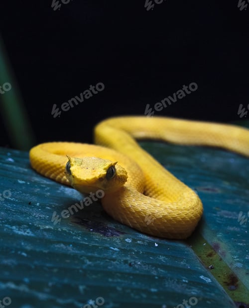 Preview: Closeup of golden lancehead venomous snake, Bothrops insularis
