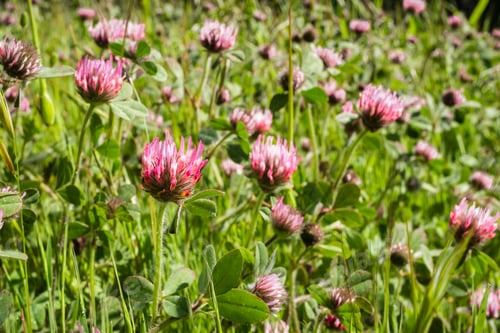 Preview: Rose clover (Trifolium hirtum) wildflowers