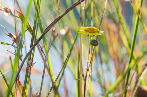 Preview: Close up grass flower, Nature background in the morning