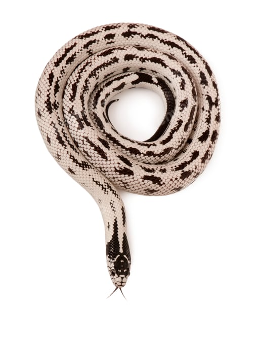 Preview: California Kingsnake, Lampropeltis getula californiae, in front of white background