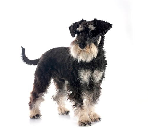 Preview: miniature schnauzer in studio